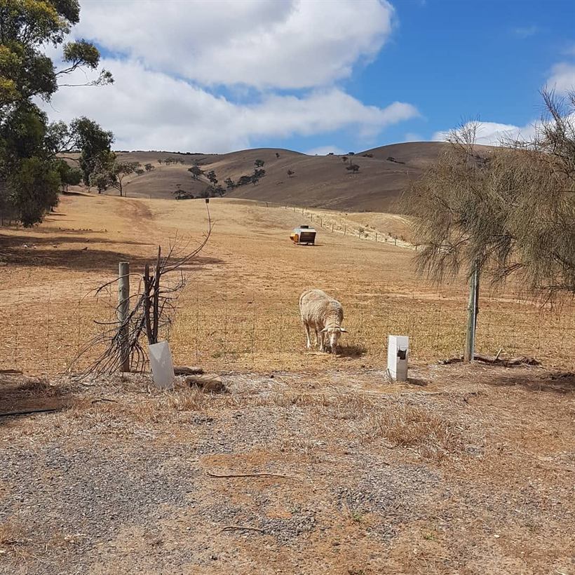 Sheep on a dry hillside paddock