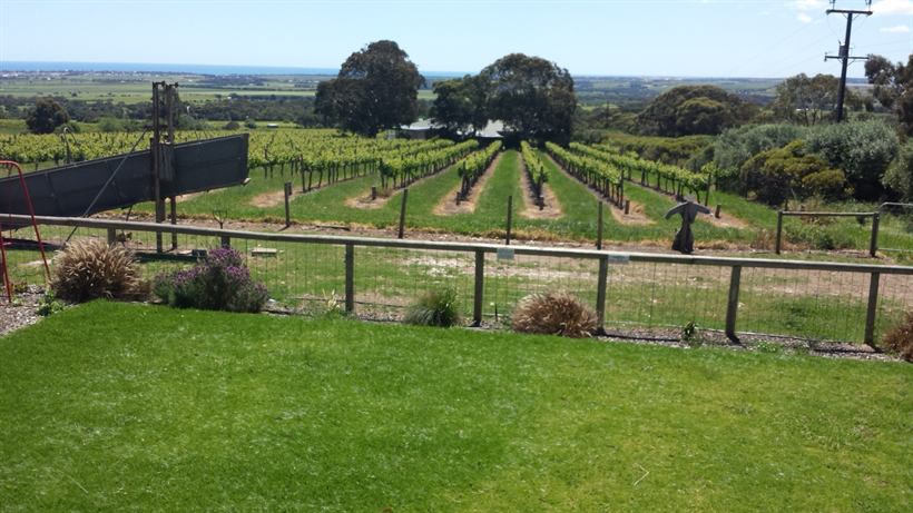 Lawn and fenced vineyard rows running toward the coast