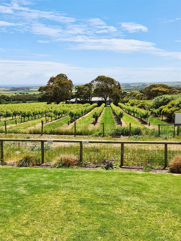 Green vineyard rows under a blue sky