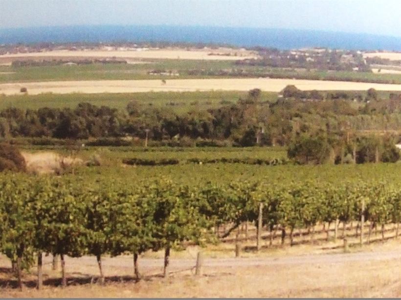 Vineyard rows with Gulf St Vincent on the horizon